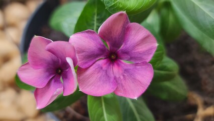 Vinca flowers