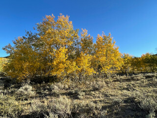 Fototapeta premium Golden aspens in Hope Valley during fall