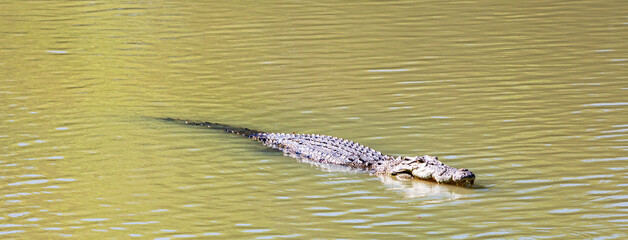 Crocodile in Kakadu National Park