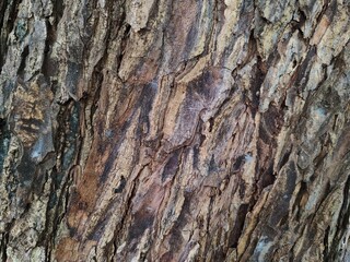 tree in the park. branches. Tree branches, view from below.