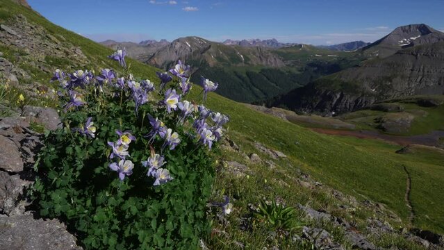 Colombine purple wildflowers in the Summer wind Southern Colorado top of Rocky Mountain Peaks view of upper Island Lake San Juans Silverton Telluride Ice Lake Basin Trail dreamy still natural movement