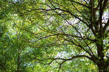 Tropical green leaf and branch background