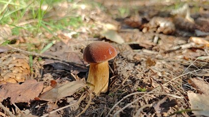 Boletus badius mushroom in the Autmn forest