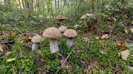 Orange cap boletus family in the Autumn forest