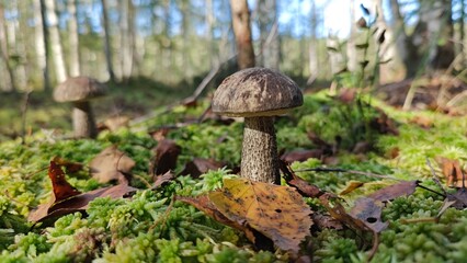 Leccinum scabrum mushroom in the Autumn forest