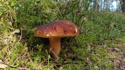 Boletus badius mushroom in the Autmn forest