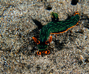 A Nembrotha Kubaryana nudibranch crawling on sand Dauin Philippines