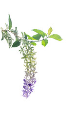 lilac flower hanging leaves plant isolated