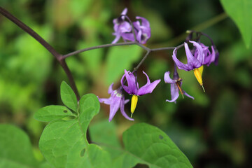 Purple and yellow flowers of Devil's Grape plants. Solanum dulcamara in bloom on summer in northern Italy