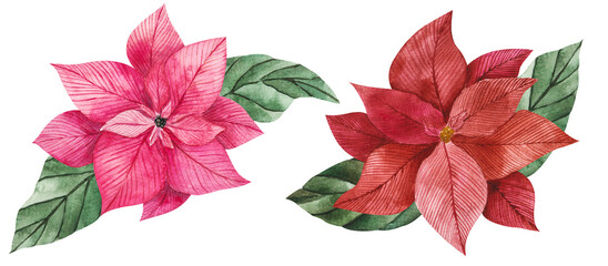 Watercolor illustration of poinsettia flowers in red and pink with green vibrant leaves. Isolated clipart for Christmas design, prints, stickers, packaging, textiles. Festive flower for compositions.