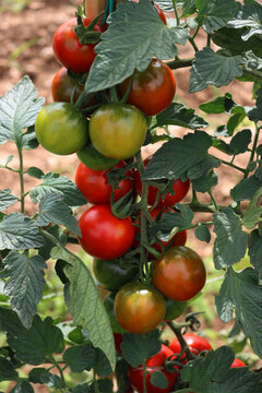 Ripe and unripe &ldquo;Sardo&rdquo; or &ldquo;Camone&rdquo; Tomatoes growing on plant in the vegetable garden. Italian tomato, variety 