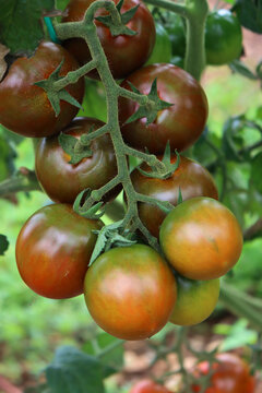 Ripe and unripe &ldquo;Sardo&rdquo; or &ldquo;Camone&rdquo; Tomatoes growing on plant in the vegetable garden. Italian tomato, variety 