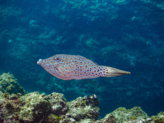 Fototapeta premium 不思議なソウシハギ（カワハギ科）。日本国静岡県伊豆半島賀茂郡南伊豆町中木から渡し船で渡るヒリゾ浜にて。 2023年9月2日水中撮影。 