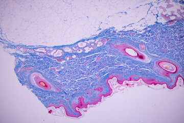 Backgrounds of Characteristics Tissue of Human scalp, Skin human from general body surface and showing sweat glands under microscope.