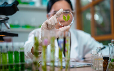 Scientist female researching with plant biotechnology concept with in laboratory.
