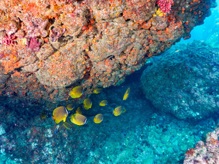 水中洞窟にいる美しいチョウチョウウオ（チョウチョウウオ科）の群れ。

日本国静岡県伊豆半島賀茂郡南伊豆町中木から渡し船で渡るヒリゾ浜にて。
2023年9月3日水中撮影。
