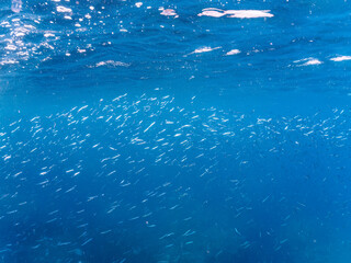 Fototapeta na wymiar 美しい青い海とキビナゴの群れ。日本国静岡県伊豆半島賀茂郡南伊豆町中木から渡し船で渡るヒリゾ浜にて。 2023年9月9日水中撮影。 