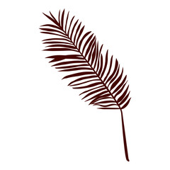 silhouette of palm tree leaf on a white background