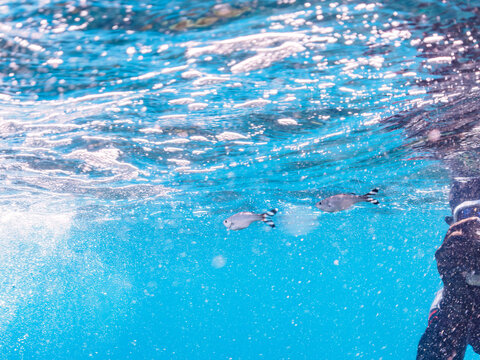美しいギンユゴイ（ユゴイ科）の幼魚。

日本国静岡県伊豆半島賀茂郡南伊豆町中木から渡し船で渡るヒリゾ浜にて。
2023年9月3日水中撮影。

