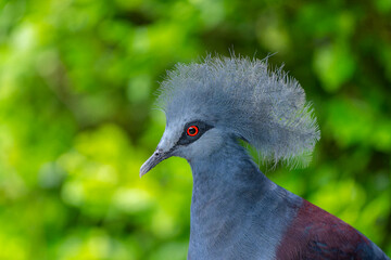 Western crowned-pigeon 