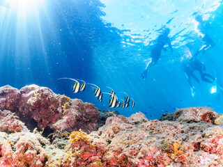 ドロップオフの美しいツノダシ（ツノダシ科）他の群れ。

日本国静岡県伊豆半島賀茂郡南伊豆町中木から渡し船で渡るヒリゾ浜にて。
2023年9月3日水中撮影。
