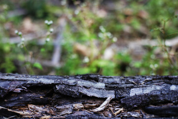 The dead tree on the groung