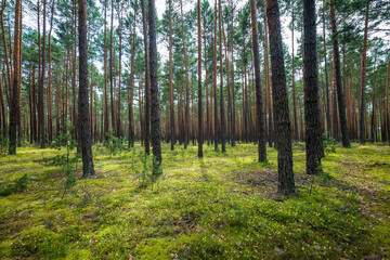 Pine forest illuminated by sunlight. Moss on the ground. Roztocze, Poland
