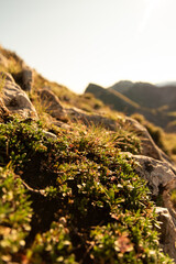 Scenic Alpine Views