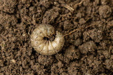 Winter pest insect pest Agrotis segetum