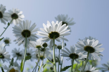 Spring or summer nature with blooming white chamomile against sky background.
