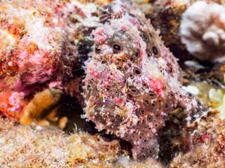 見事に擬態する不思議で大きなオオモンカエルアンコウ（カエルアンコウ科）。

日本国静岡県伊豆半島賀茂郡南伊豆町中木から渡し船で渡るヒリゾ浜にて。
2023年9月3日水中撮影。
