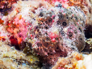 見事に擬態する不思議で大きなオオモンカエルアンコウ（カエルアンコウ科）。

日本国静岡県伊豆半島賀茂郡南伊豆町中木から渡し船で渡るヒリゾ浜にて。
2023年9月3日水中撮影。
