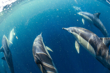 Fototapeta premium Underwater photo of wild dolphins, Australia