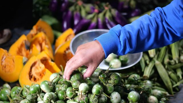 An Indonesian woman is choosing Thai Round Eggplants in a traditional wet market. Shop at local markets. Concept	