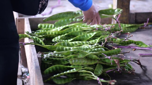 An Indonesian woman is choosing Petai (Parkia Speciosa) in a traditional wet market. Shop at local markets. Concept	