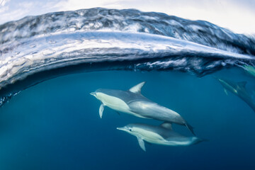 Underwater photo of wild dolphins, Australia