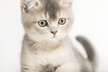 cute kitten with yellow eyes