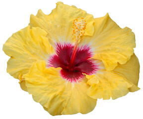 Beautiful real single flower flowerhead of tropical Hibiscus rosa sinensis cut out on an isolated background