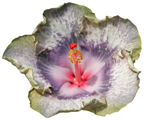 Beautiful real single flower flowerhead of tropical Hibiscus rosa sinensis cut out on an isolated...
