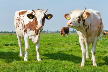 Frisian red and white calves with horns in a sunny meadow in Friesland The Netherlands in summer. Before 1800, the red and white breed was dominant in the Northern Netherlands.