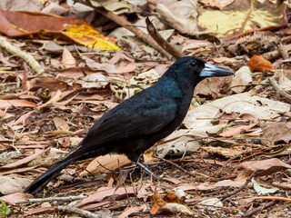 Black Butcherbird in Queensland Australia