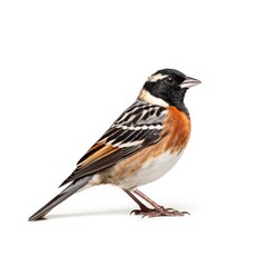 Fototapeta premium Lark bunting bird isolated on white background.