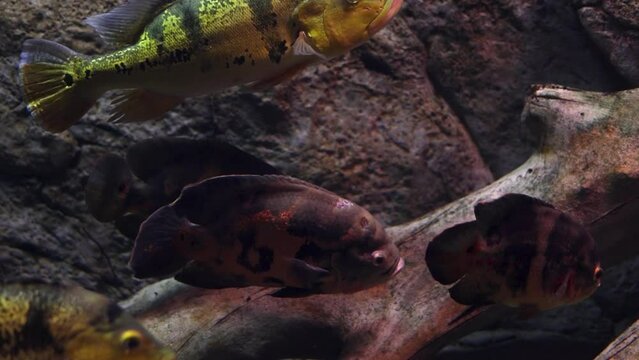 Aquarium has a lot of beautiful tropical fish 