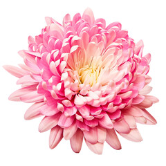Pink  chrysanthemum flower  on   isolated background with clipping path. Closeup..  Transparent...