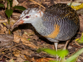 Buff-banded Rail in Queensland Australia