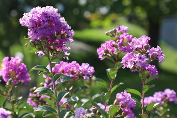 Crape myrtle (Lagerstroemia indica L.)