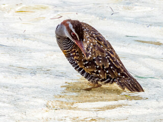 Buff-banded Rail in Queensland Australia