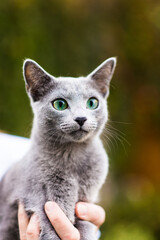 Naklejka na ściany i meble Beautiful domestic gray or blue British short hair cat with blue green eyes on a wooden background
