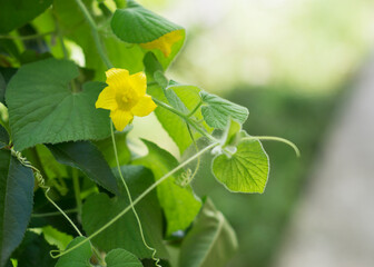 Obraz premium Fresh organic and hygienic vegetables growing