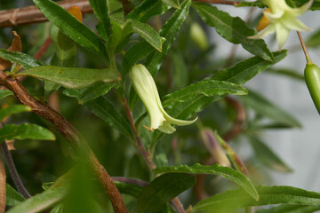 The Flower of Billardiera mutabilis or Apple Berry a source of bush food for the First Peoples of Australia